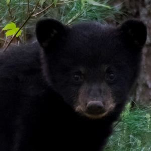 Meet your Posher, Joyce